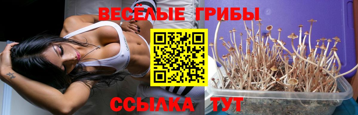 Псилоцибиновые грибы Psilocybine cubensis Полысаево
